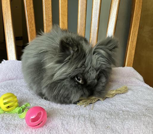 Fizzgig is a three-pound double-maned lion head.  Her fur is very thick and soft.  She is nibbled on a Timothy hay toy and sitting next to a few jiggly cat toys.