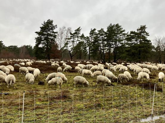 Zahlreiche Schafe im Winterfell beim Weiden auf offenen Grasland mit einigem weiteren flachen Bewuchs. Im Vordergrund gesteckter Weidezaun, im Hintergrund Baumgruppe aus Kiefern, Himmel mittel- bis dunkelgrau.