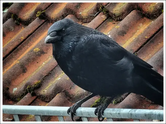 Bildbeschreibung: 
“Twice” meine Lieblingskrähe, auf dem Schneefanggitter.