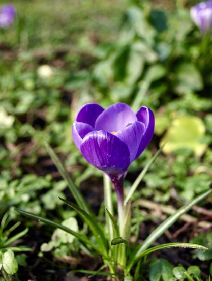 Close view of a single vibrant purple crocus.