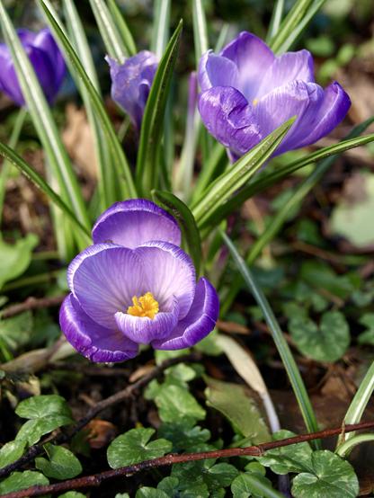 A patch of purple croscuses amongst the grass.