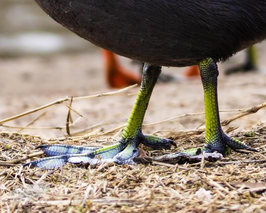 Close-up of an American coot’s green legs and large lobed feet standing on dry ground, with the dark lower body visible above the legs.