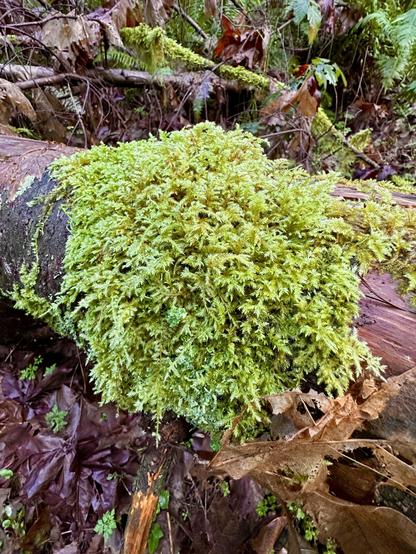 A round mound of vivid lush moss clumped on a fallen tree in the forest.
