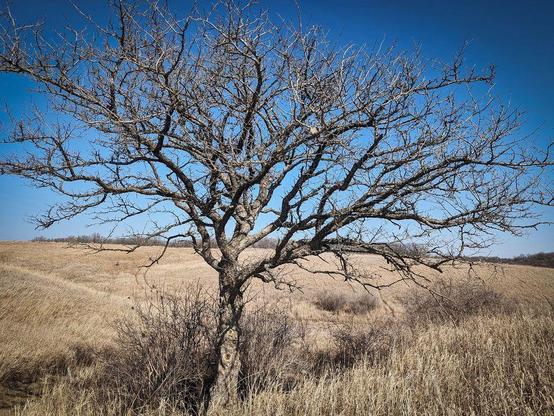 One of a series of photos taken at a Minnesota state park in very early spring, featuring dry tall grasses, leafless deciduous forests, guiding signs for hikers, and half-frozen waterways.