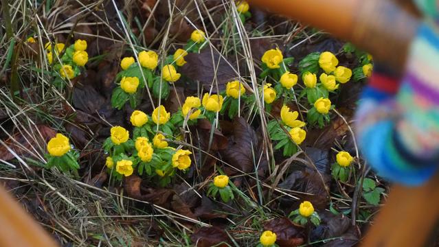 Gelbe Winterlinge blühen
