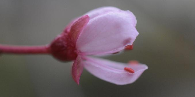 A very small bud on a plum tree, just recently opened.  The petals are a very light pink, attached to a bright red base and stem that extends to the left.  The background is a blur.