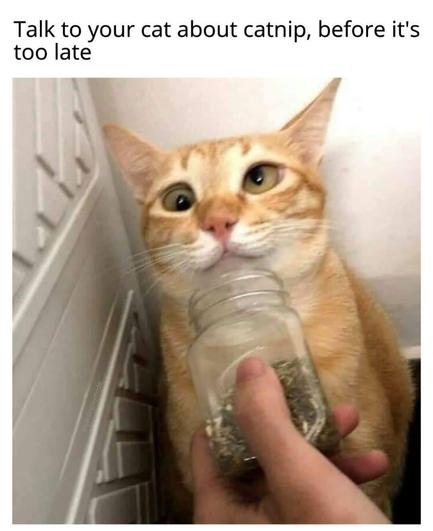 The image depicts an orange tabby cat with wide, alert eyes, staring intently at an open jar of catnip held by a person. The scene unfolds in an indoor setting with a white wall and a piece of furniture, possibly a cupboard, on the left. The cat's ears are perked up, and its focus is fixed on the jar. The jar is transparent and filled with dried catnip, a plant known for its stimulating effect on cats. The person holding the jar is only visible through their hand, which grips the jar below the lid. The overall tone of the image is humorous, suggested by the accompanying text above.

Transcribed Text:

Talk to your cat about catnip, before it's too late.