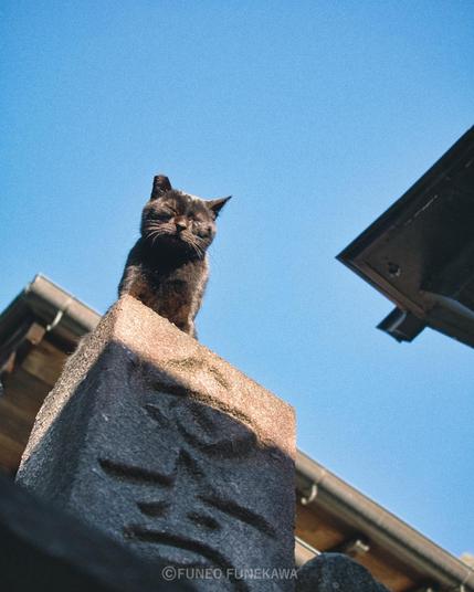 京都の神社の黒猫