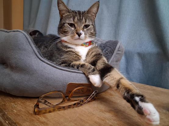 Our brown tabby cat with white markings, named Pax, is lying in her cozy grey cat bed on a low bookcase.  Turquoise curtains are adorning the windows behind her.  One long striped foreleg with a little white mitten is stretched out straight in front of her. A pair of reading glasses is next to her bed.