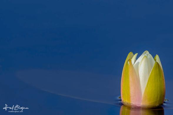 White water lily against blue water