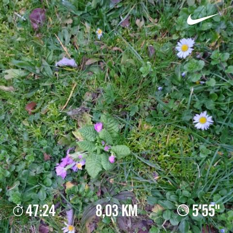 A photo of the first flowers this year. With the run stats over it: 47:24 / 8,03 km / 5'55".