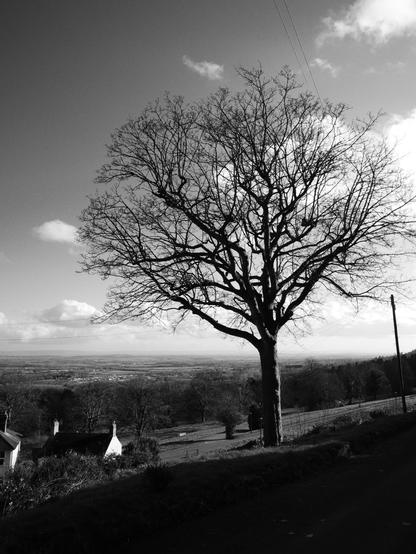 A bare tree silhouette stands against a cloudy sky, overlooking a scenic landscape with rolling hills and distant fields. The image is in black and white, adding to its stark contrast. A few houses are visible in the foreground, along with power lines.