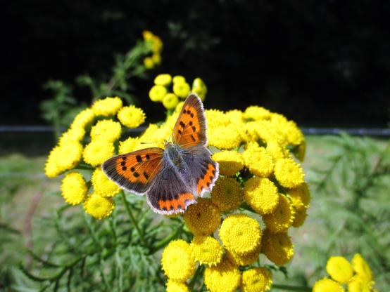 Un papillon avec des ailes oranges et brun foncé posé sur de fleurs jaunes formant des grappes colorées. 

A butterfly with orange and dark brown wings placed on yellow flowers forming colorful clusters.