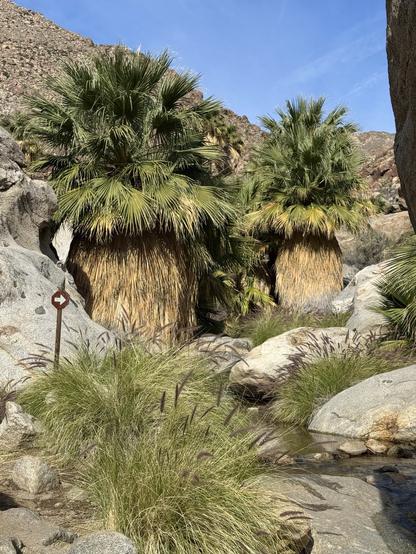 Two big palm trees in the creek in a canyon bottom