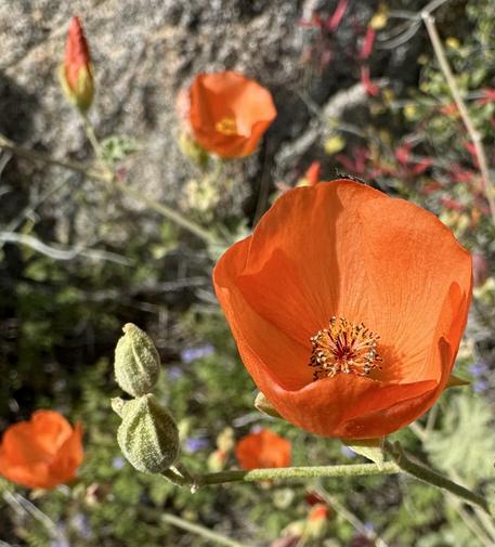 Orange mallow flowers