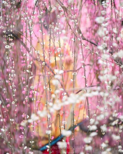 京都の神社の庭園に咲く梅の花と舞妓さん