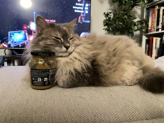 Fluffy beige cat laying peacefully on the couch, with her head resting on a small mustard jar