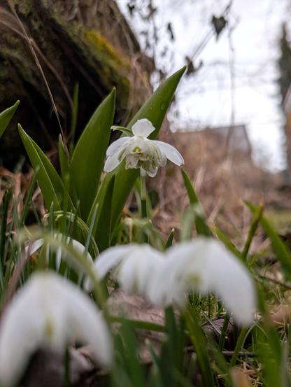 Gefülltes Schneeglöckchen mit weißen Blütenblättern und grünen Zeichnungen, Nahaufnahme im winterlichen Gartenlicht. Foto: Gartenpoet, Johann Seidl