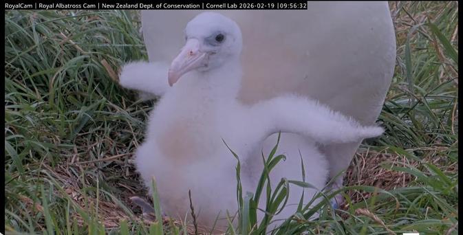 An albatross chick sits in its nest with its fluffy wings held out to the sides, with a sort-of contented expression.