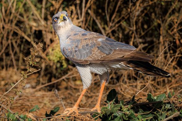 A photo of an African goshawk (Aerospiza tachiro), a gray raptor with long orange legs and yellow eyes, on the ground looking back over its shoulder toward the right of frame while blinking with its transparant nictitating membranes (or third eyelids), giving its eyes a slightly filmy appearance. There are dry yellow branches on the ground and in the background behind it.