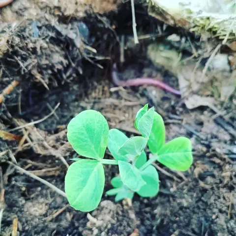 Pequena planta de tirabeque, con fondo desenfocado de terra e palla