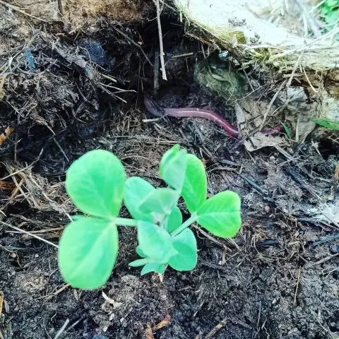 A mesma fotografía, pero agora o que se enfoca é o fondo de terra, onde se ve unha miñoca