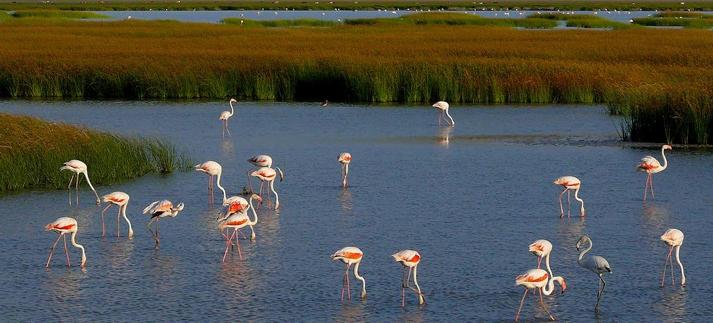 Flamencos en el Parque Nacional de Doñana. / Photo by Victor Ovies Arenas