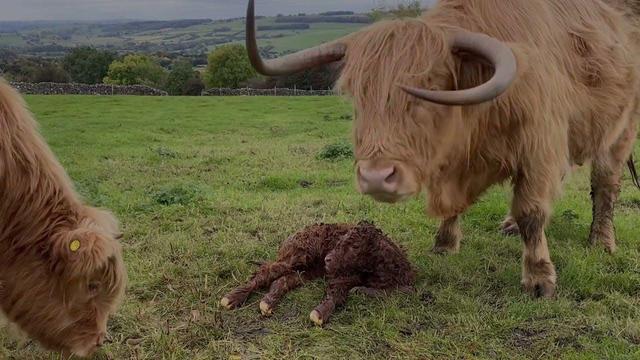 A large Highland cow with long, shaggy tan fur and wide, curved horns stands in a green pasture over its wet, dark brown newborn calf as it attempts to sit up for the first time.