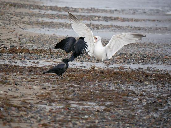 Eine Möwe steht auf einem Kiesstrand mit aufgerissenem Schnabel und ausgebreiteten Schwingen zwei Krähen gegenüber. Eine der Krähen ist direkt vor der Möwe im Sprung, hat die Flügel teilweise ausgebreitet und die Füße in Richtung der Möwe gerichtet.
