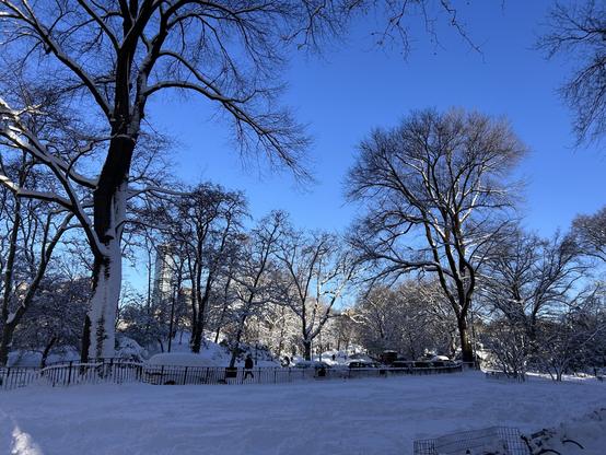 A snowy landscape featuring tall trees with a clear blue sky in the background. Snow blankets the ground and branches, creating a serene winter scene. There are also faint outlines of buildings and people in the distance.