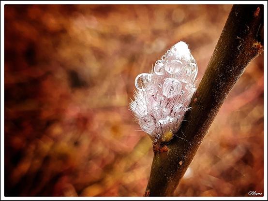 Bildbeschreibung: 
Ein mit kleinen Wassertropfen bedecktes Weidenkätzchen.