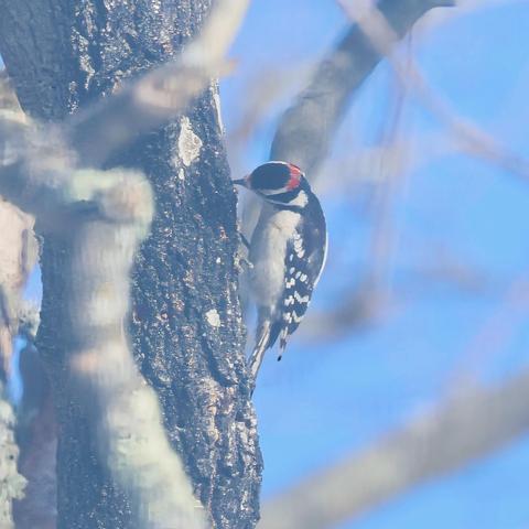 Male Downy Woodpecker on a Maple Tree