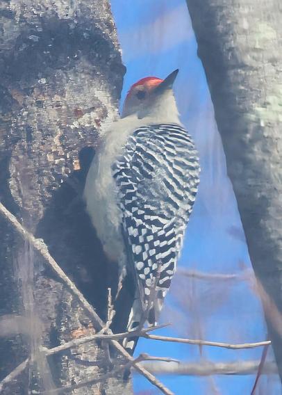 Male Red-Bellied Woodpecker on a Maple Tree