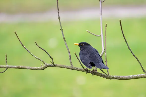 Eine Amsel auf einem Ast.