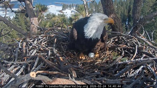 Bald eagle Jackie stands in the nest with a white egg between her feet.