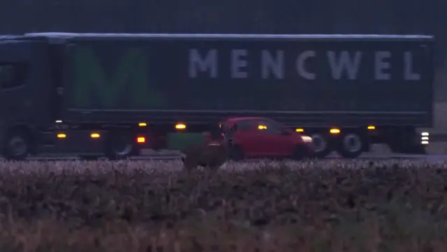 Reh, guckt in die Kamera, vor einem vorbeifahrenden LKW und einem roten PKW