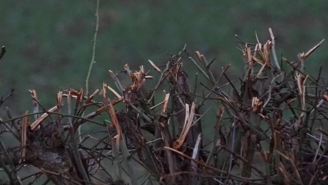 Geschnittenen Weißdornhecke