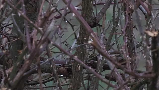 Geschnittenen Weißdornhecke