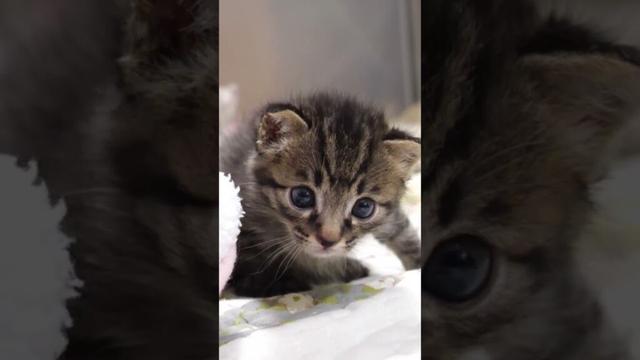 真剣な眼差しのハンサム子猫【赤ちゃん猫　保護猫】 #gatto #kitten #子ネコ #cat #meow #cute #kitty #エウレカねこ部 #三毛猫  #保護猫 #猫 #animals