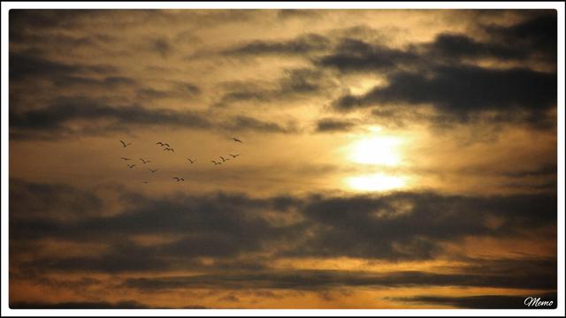 Bildbeschreibung: 
Die Sonne und einige Möwen am graugelben Morgenhimmel.