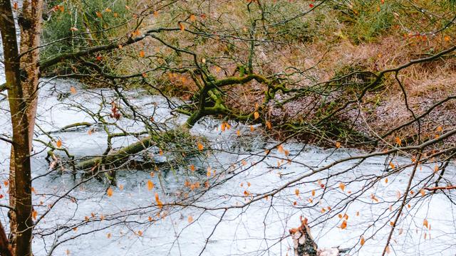 A moss-covered tree has fallen into a slow-moving river, its branches spreading across the dark water. A few orange leaves still cling to the surrounding twigs, with dry winter vegetation lining the far bank.