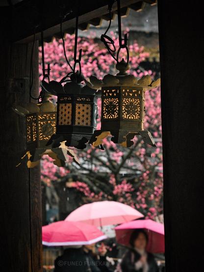 京都の神社の梅の花と傘