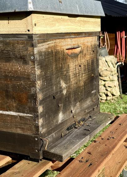 Es ist ein teilweise verwitterter Bienenstock aus Holz zu sehen, um den herum Bienen geschäftig herumfliegen und in den Eingang hinein- und hinausfliegen. Der Bienenstock steht auf Holzbalken, im Hintergrund sind verschwommen Gras und Gebäude zu erkennen.