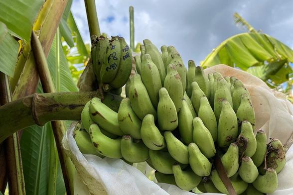 <img alt="Banana Breakthrough: Scientists Discover Key to Fighting Devastating Crop Disease" src="https://www.goodnewspost.co.uk/content/images/2026/02/image-25.jpeg" /><p><strong>By Science Correspondent</strong></p><p><strong>A major scientific breakthrough could help protect the world’s banana supply after researchers identified a crucial source of genetic resistance to a deadly fungal disease.</strong></p><p>Experts at the <a href="https://www.uq.edu.au/?ref=goodnewspost.co.uk" rel="noreferrer"><strong>The University of Queensland</strong></a> have pinpointed the region of DNA that gives wild bananas resistance to Fusarium wilt Sub-Tropical Race 4 (STR4) — a strain of Panama disease that threatens Cavendish banana crops globally.</p><h2 id="dr-andrew-chen-and-professor-elizabeth-aitken-discovered-the-resistance-within-a-wild-diploid-banana-known-as-calcutta-4">Dr Andrew Chen and Professor Elizabeth Aitken discovered the resistance within a wild diploid banana known as Calcutta 4. </h2><p></p><p>The soil-borne disease, commonly referred to as Panama disease, attacks the plant’s vascular system, causing it to wilt and die while leaving fungal spores in the soil that can infect future crops.</p><p>By crossbreeding resistant wild bananas with susceptible varieties and exposing successive generations to STR4, the team compared DNA from plants that survived with those that did not. Their analysis mapped resistance to chromosome 5 in Calcutta 4 &#x