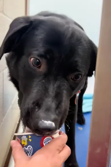 A dog with black fur licks whipped cream from a paper cup