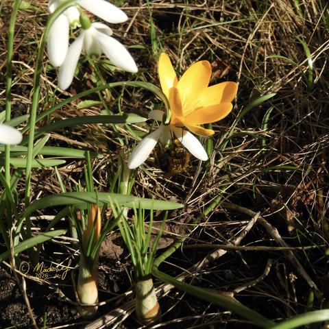 Sneeuwklokjes en een gele krokus in het gras, met ergens een bestuiver.