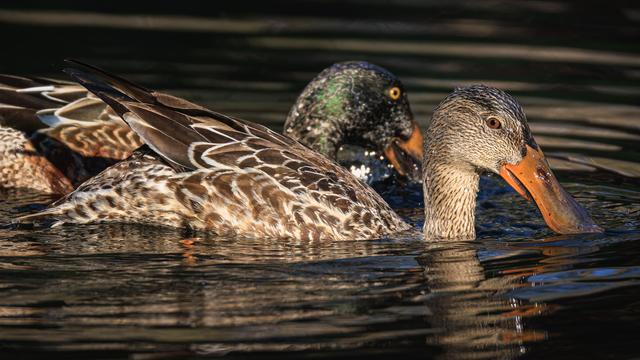 A photo of a pair of northern shoveler ducks (Spatula clypeata) lit by a patch of sunlight on a pond's surface, a female in the foreground and a male behind her. Both have their oversized bills just dipped in the water as they swim toward the right. The female is a mottled brown duck with brown eyes and an orange bill, while the male has mixed plumage: iridescent green on his head speckled with more muted brownish feathers, mixed mottled brown, chestnut, and black coloring on his torso, and bright yellow eyes.