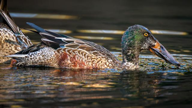 A photo of a male northern shoveler duck (Spatula clypeata) on a pond's surface in dim later afternoon light, facing toward the right of frame. It is in between breeding and immature or non-breeding plumage coloring, with iridescent green on its head speckled with more muted brownish feathers; mixed mottled brown, chestnut, and black coloring on his torso; a mostly black oversized bill, and bright yellow eyes. Part of a female duck is visible in the background behind it.