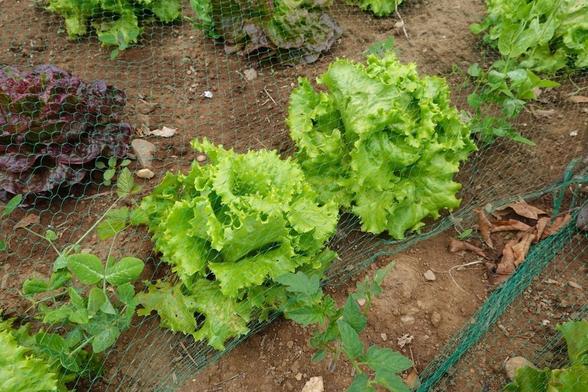 A mix of red and green lettuces covered with netting