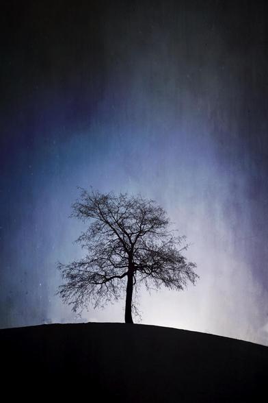 A single tree on a hill